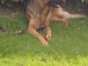 Schæferhund Marthasmindes Bax