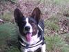 Welsh corgi cardigan Aasteds Fighting Friend (Ludvig)