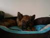 Schæferhund Jenna [Tidl. hund]