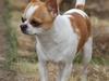 Chihuahua Don-Bentley vom Hochmoor [Tidl. hund]