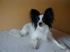 Papillon Aske