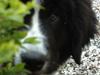 Landseer Nanaa - Apenayaa's Angelic Angel