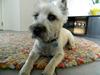 Cairn terrier Otto