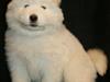 Samojedhund White Snow Star`s Armani - Kenzo