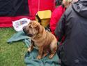 Shar pei Mei-Li (Meatmouth Give Me The Rubin)
