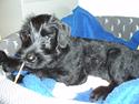 Riesenschnauzer Gracie Maren Brems