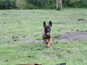 Malinois D-j ( Zerberuzdk.dk )