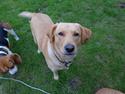 Labrador retriever Futte
