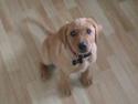 Labrador retriever Bailey