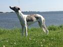 Whippet Bailey