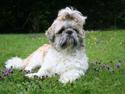Shih tzu Toffie