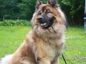 Eurasier Alto