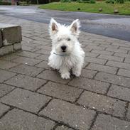 West highland white terrier P.R.I Odin <3<3