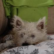 West highland white terrier P.R.I Odin <3<3