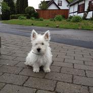 West highland white terrier P.R.I Odin <3<3