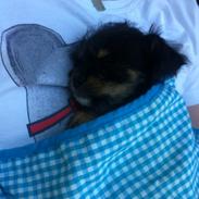 Blanding af racer Oliver  hvalpehimlen r.i.p :'(