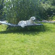 Golden retriever Charlie (Golden Music...)