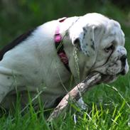 Engelsk bulldog Piiebuddy (Besta czin czin)