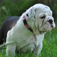 Engelsk bulldog Piiebuddy (Besta czin czin)