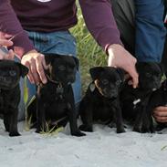 Staffordshire bull terrier KTH-B Stakstons Carmagnola Rosso Aka Lucy