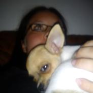 Chihuahua <3 Daimund <3