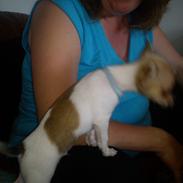 Chihuahua <3 Daimund <3