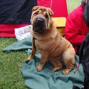 Shar pei Mei-Li (Meatmouth Give Me The Rubin)