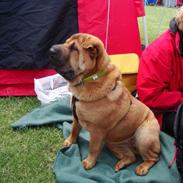 Shar pei Mei-Li (Meatmouth Give Me The Rubin)