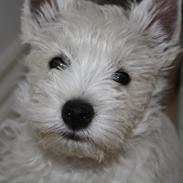 West highland white terrier Marley