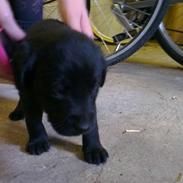 Labrador retriever Bella