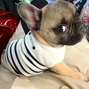 Fransk bulldog Muttley
