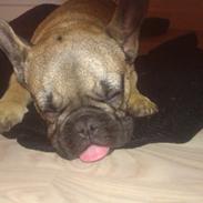 Fransk bulldog Muttley