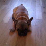 Fransk bulldog Muttley