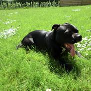 Staffordshire bull terrier Jackpot