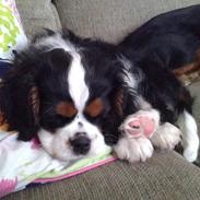 Cavalier king charles spaniel Vanilje