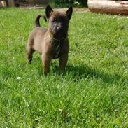 Malinois D-j ( Zerberuzdk.dk )