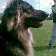 Blanding af racer Border collie/ schæfer (Mille molly kristensen)