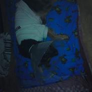 Blanding af racer Border collie/ schæfer (Mille molly kristensen)