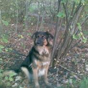 Blanding af racer Border collie/ schæfer (Mille molly kristensen)