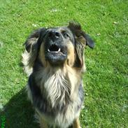 Blanding af racer Border collie/ schæfer (Mille molly kristensen)