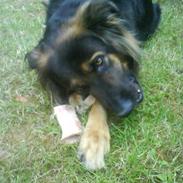 Blanding af racer Border collie/ schæfer (Mille molly kristensen)