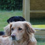 Golden retriever *-stald duk's-* sille<3