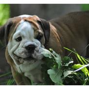 Engelsk bulldog mogens