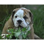 Engelsk bulldog mogens