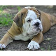 Engelsk bulldog mogens