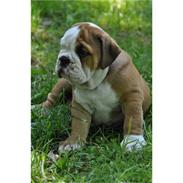 Engelsk bulldog mogens