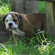 Engelsk bulldog mogens