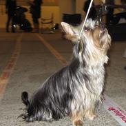 Australian silky terrier Mikki