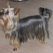 Australian silky terrier Mikki