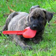 Blanding af racer Coda